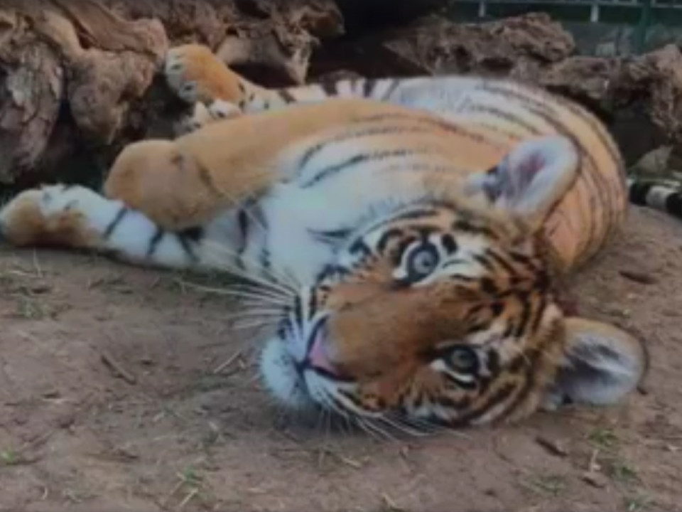 Sauvés d’un trafic clandestin au Liban, trois jeunes tigres pris en charge près de Lyon