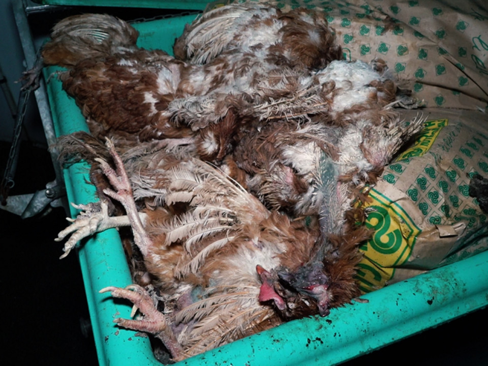 Les Lyonnais de L214 dévoilent une nouvelle vidéo choc sur l’élevage des poules en cage