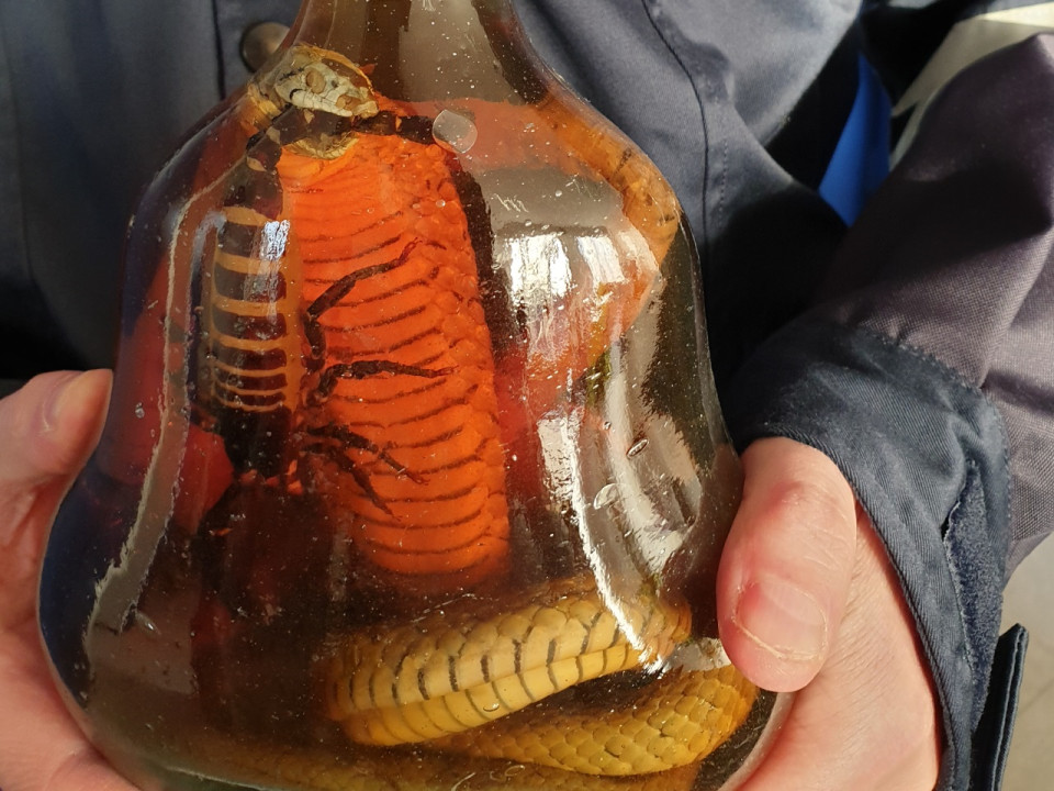 Tortues, défenses d'éléphants, perroquets : les douanes dévoilent les saisies réalisées dans la région