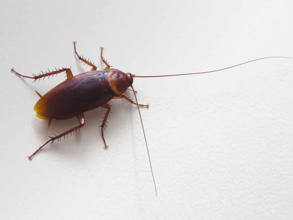 Cafards et punaises de lit pour les étudiants du CROUS de Mermoz