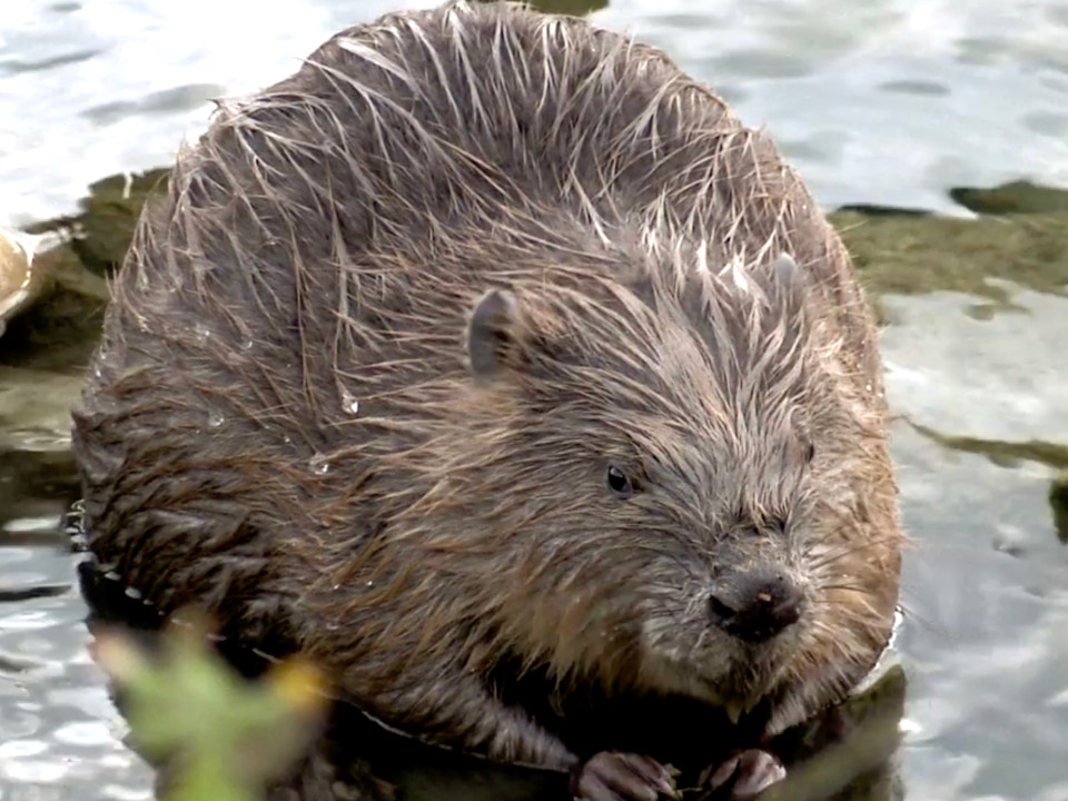 Lyon : le retour des castors à la Guillotière !