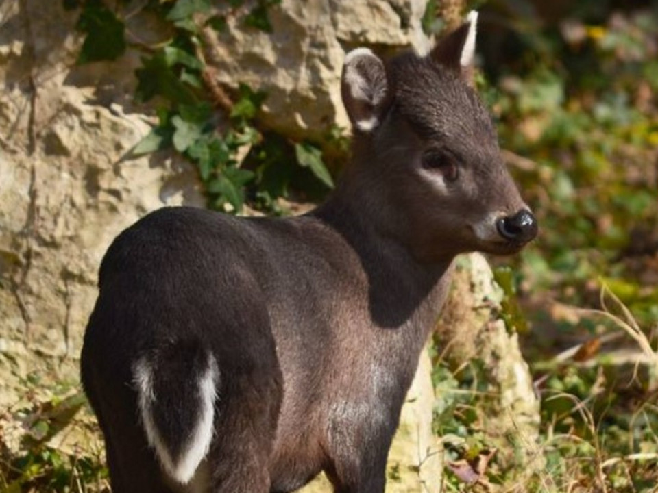 Une nouvelle espèce au zoo de Lyon : le cerf huppé !