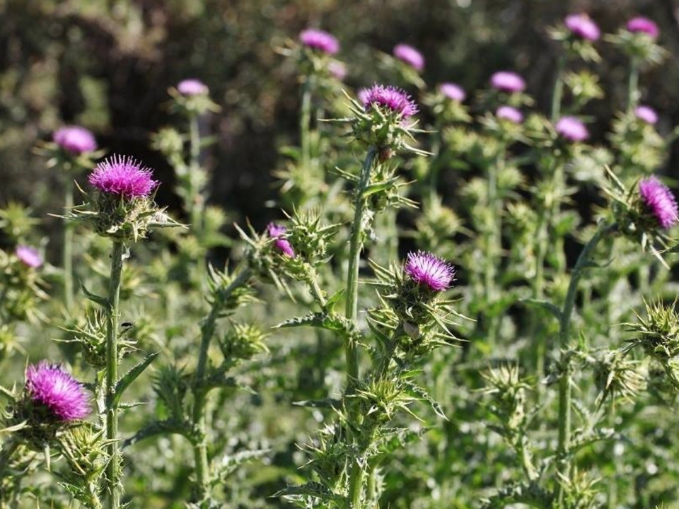 Grand Stade : un agriculteur exproprié envahi par les mauvaises herbes, la faute à la Métropole de Lyon ?