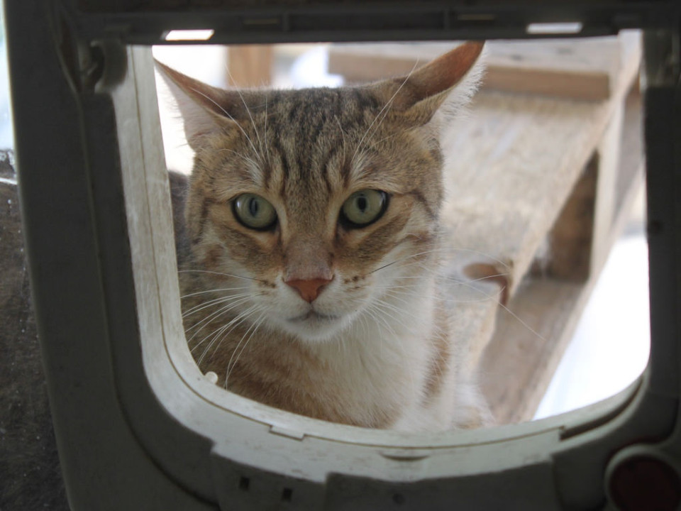 Un observatoire national à Lyon sur la relation entre les Français et leurs animaux de compagnie