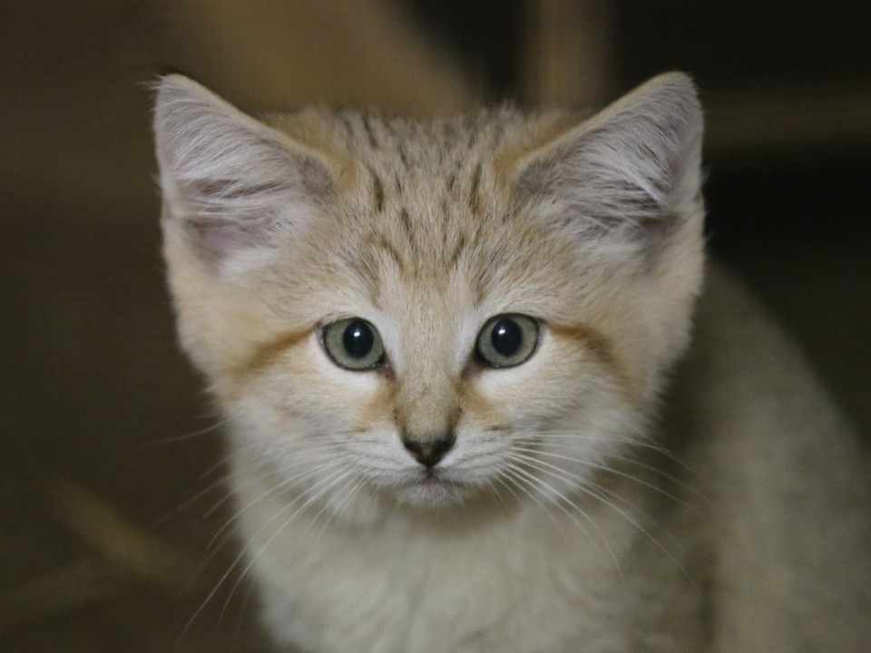 Les quatre chatons des sables du Zoo de Lyon vont bien, merci pour eux ! - VIDÉO