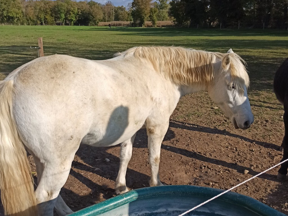 Près de Lyon : un cheval meurt renversé par une voiture