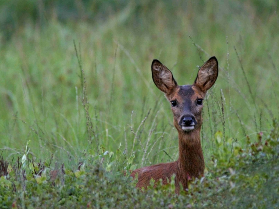 Rhône : un chevreuil déboussolé reste couché sur l'A6