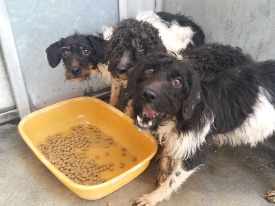 Rhône : 53 chiens maltraités sauvés par la SPA de Lyon