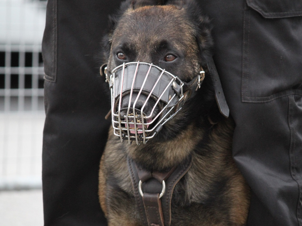 Ado mordu par un chien policier à Rillieux-la-Pape : 7 500 euros d'indemnisation pour la victime