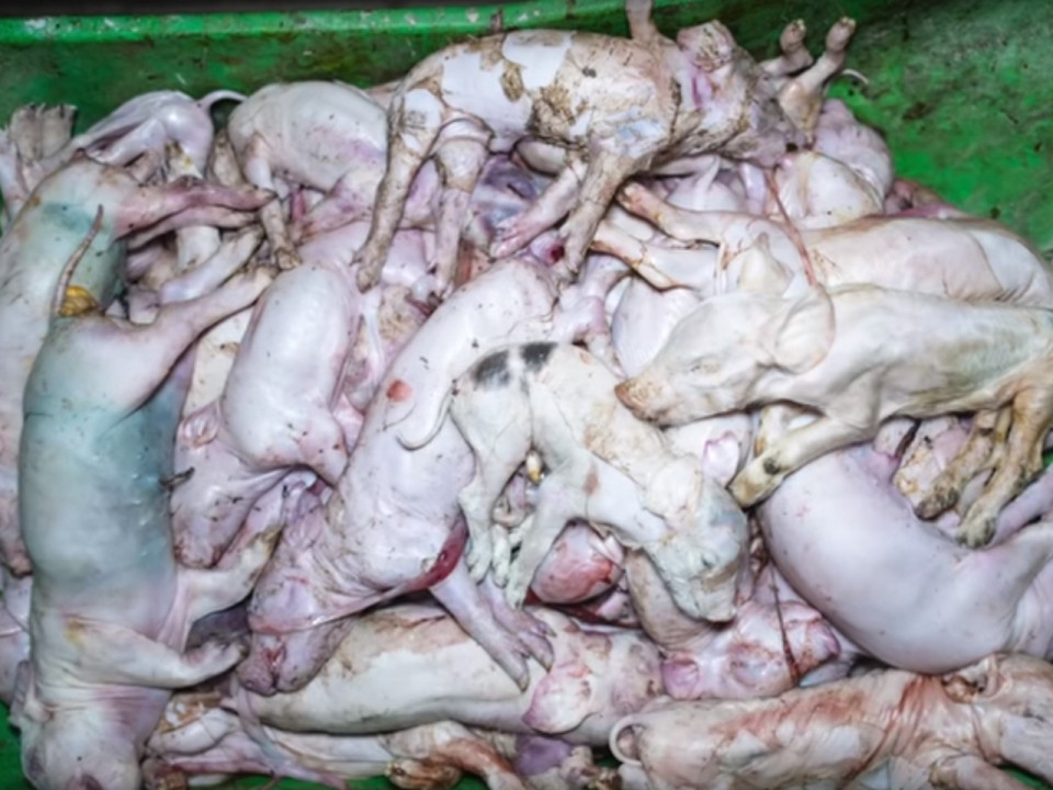 L214 dévoile une nouvelle vidéo choc d’un élevage de porcs du Finistère