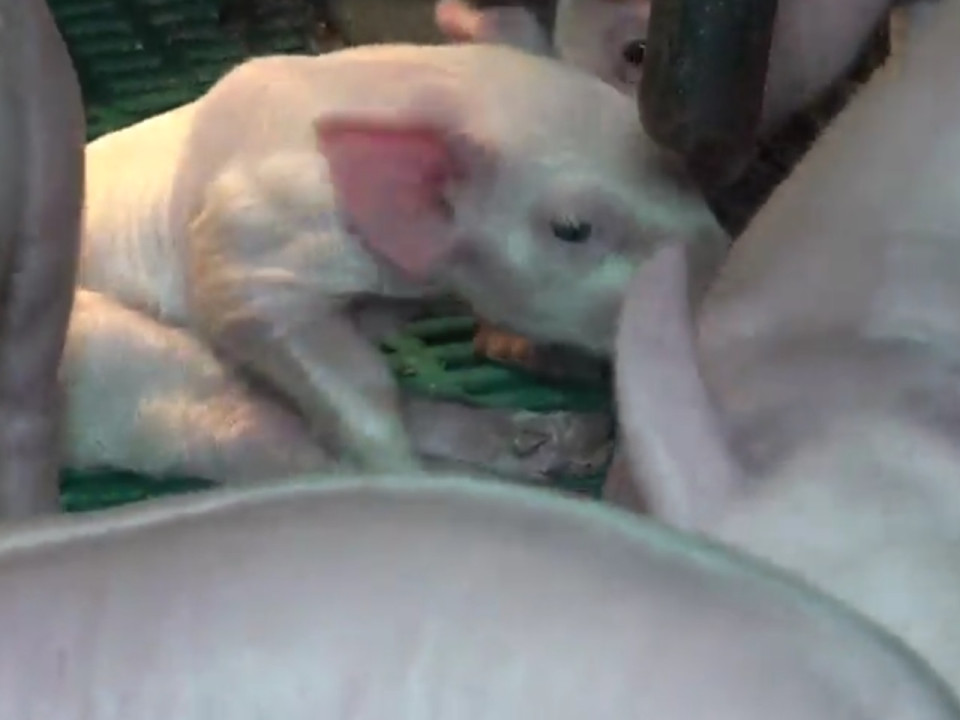 Deux militants de l’association lyonnaise L214 jugés pour une vidéo dans un abattoir