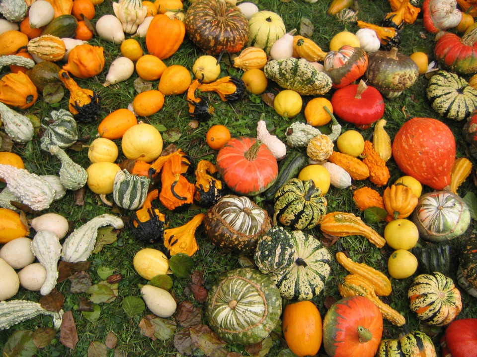 Le Jardin Botanique de Lyon met à l’honneur la courge