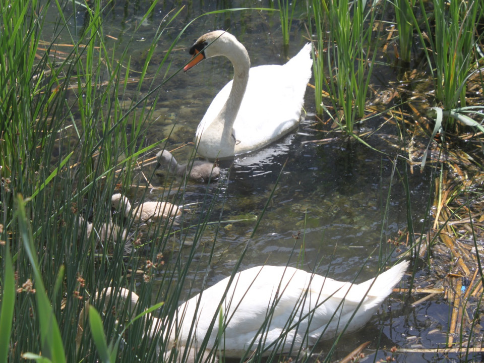 Lyon : cinq cygneaux sont n&eacute;s &agrave; la Confluence