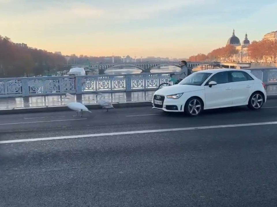 Lyon : la balade matinale de deux cygnes sur le pont Lafayette !