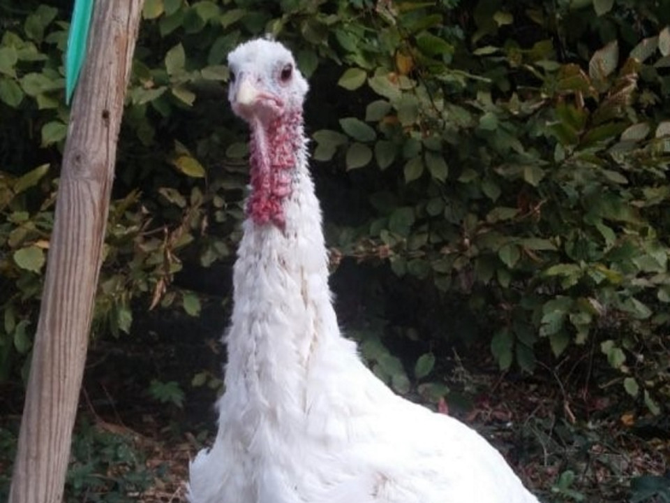 Rhône : une dinde de Noël sauvée grâce à des dons !