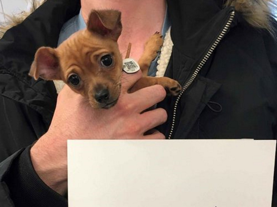 Lyon : Fluky, le chiot maltraité, a trouvé un nouveau foyer