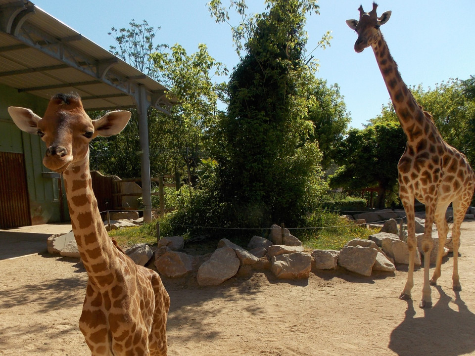 Naissance d’un girafon au zoo de Touroparc