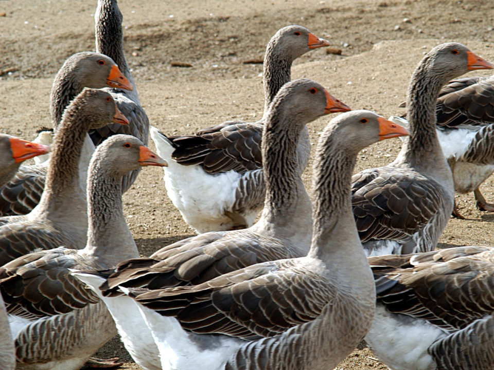 Des oies bientôt abattues dans le Rhône après des suspicions de grippe aviaire