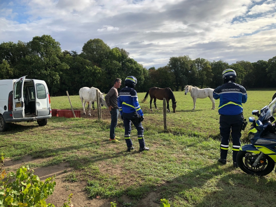 Chevaux mutilés : les gendarmes du Rhône surveillent les pâturages