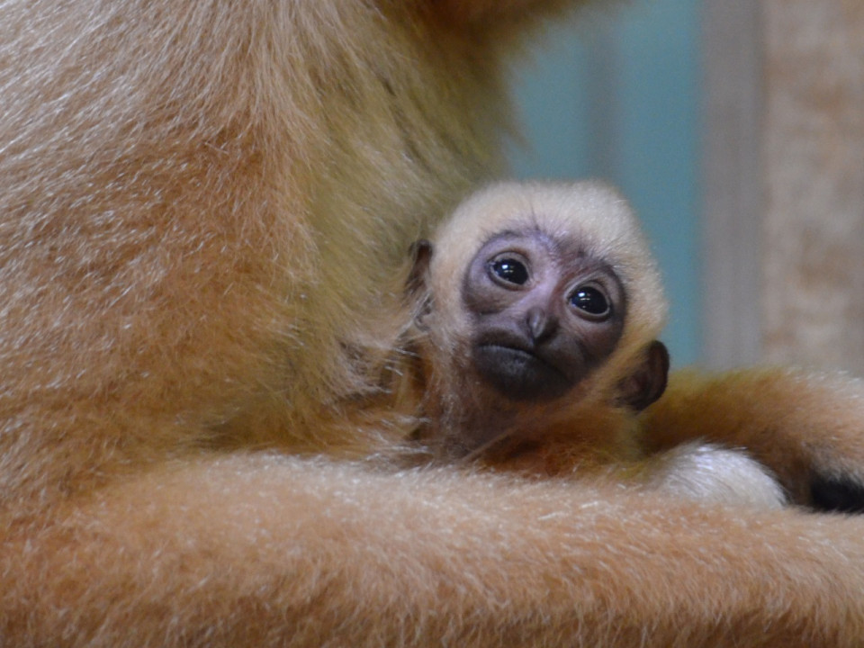 Naissance d’un bébé gibbon au Parc de la Tête d’Or : les Lyonnais doivent choisir son nom