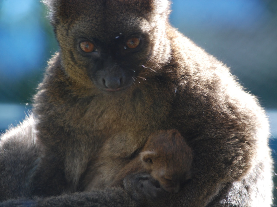 Naissance d’un lémurien rarissime au zoo de Lyon !