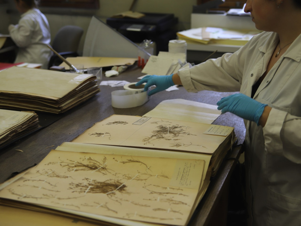 Herbier universitaire de Lyon 1 : la fin de numérisation de la collection Bonaparte