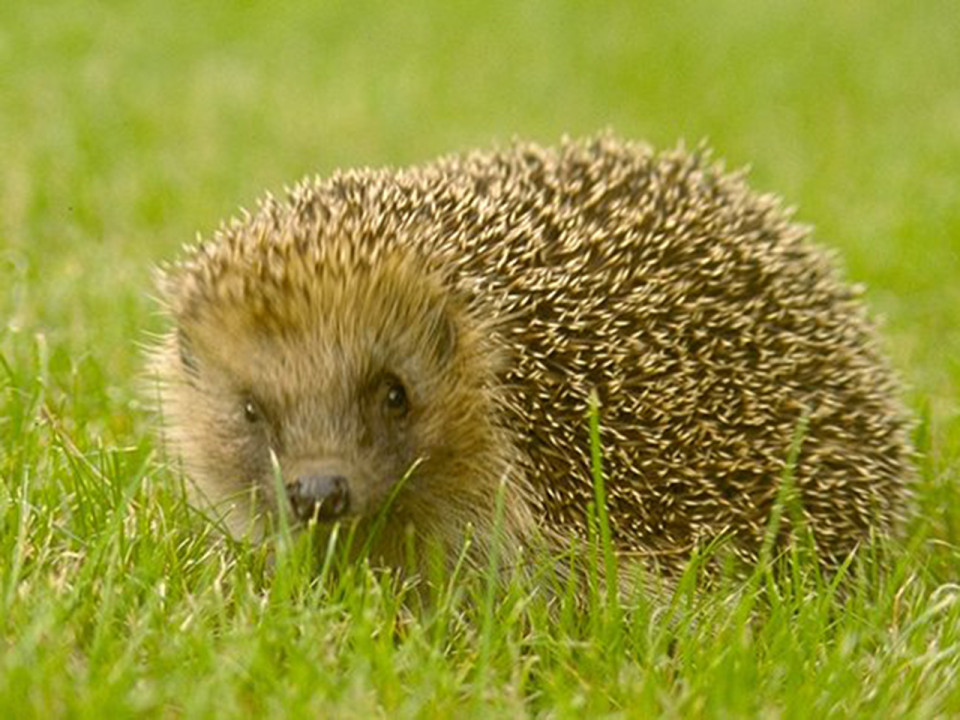 Rhône : ils avaient braconné des hérissons pour les manger