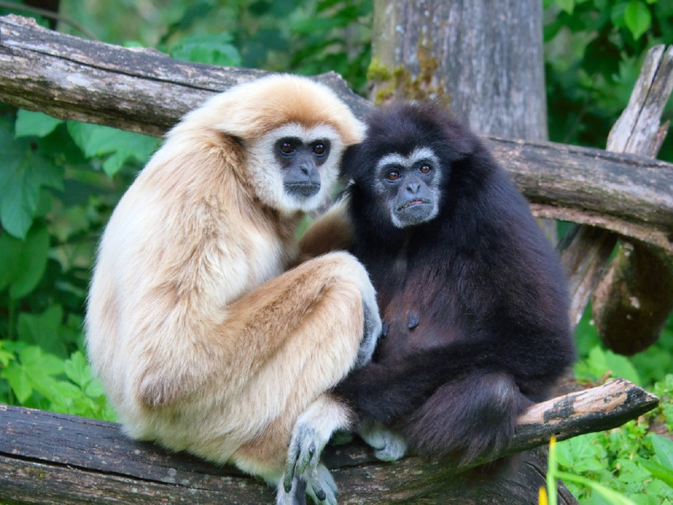 Lyon : le parc de la Tête d’Or accueille un gibbon