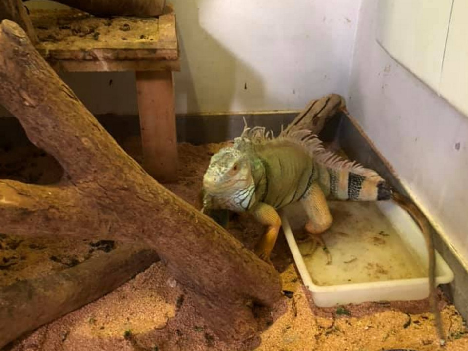 Les pompiers de Meyzieu se séparent de leur iguane
