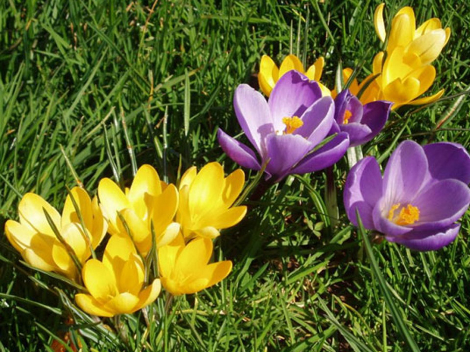 4000 crocus plantés par une association près de Lyon tondus par erreur