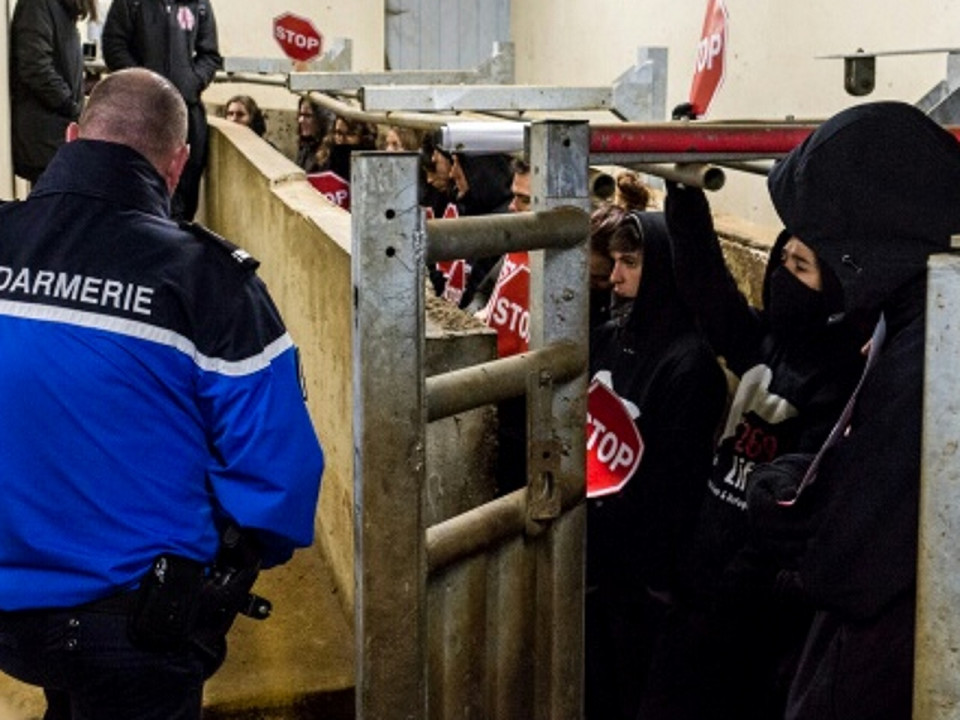 Le "couloir de la mort" des abattoirs de Corbas bloqué cette nuit par des activistes