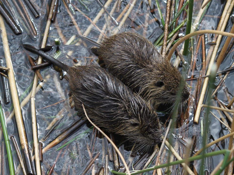 Cascade de naissances à la Confluence