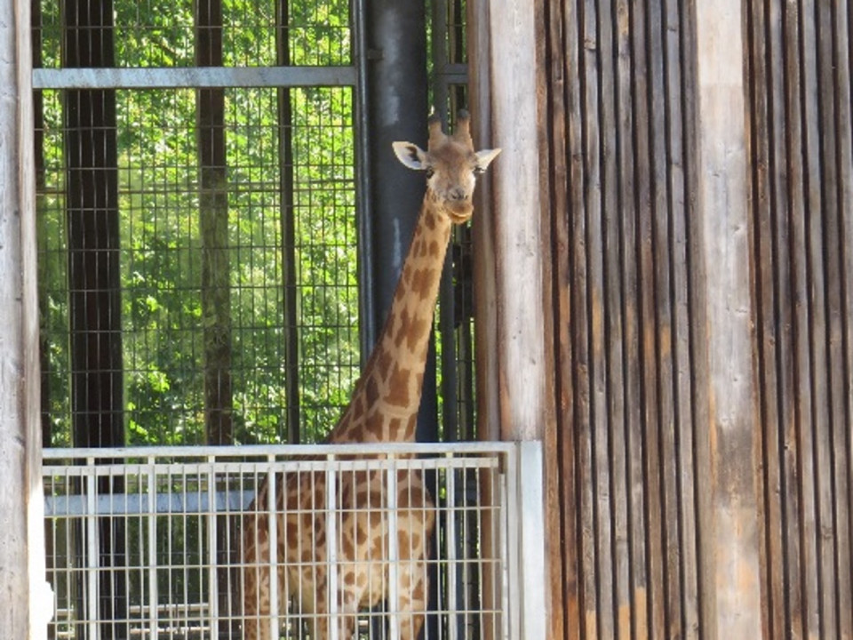 Kissa, première girafe née sur la plaine africaine du Parc de la Tête d'Or, quitte Lyon