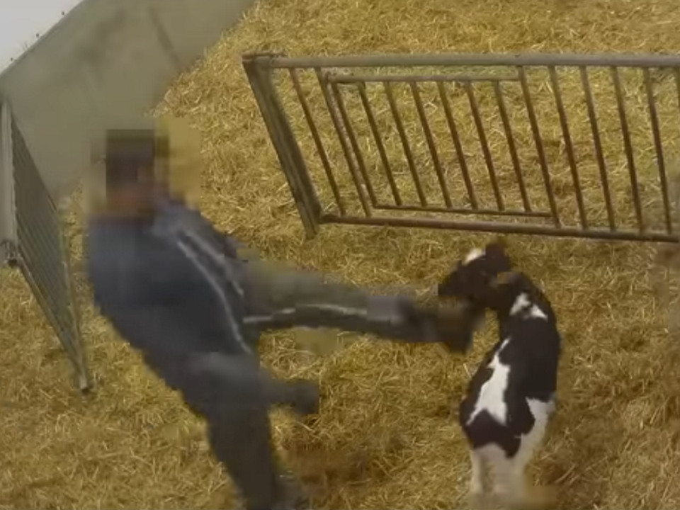 L214 dévoile une nouvelle vidéo choc d’élevages de veaux