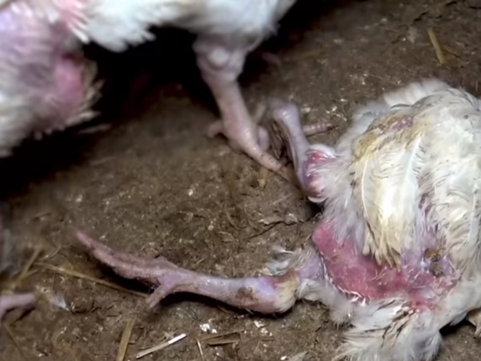 L'association lyonnaise L214 publie une nouvelle vidéo choc dans un élevage de poulets