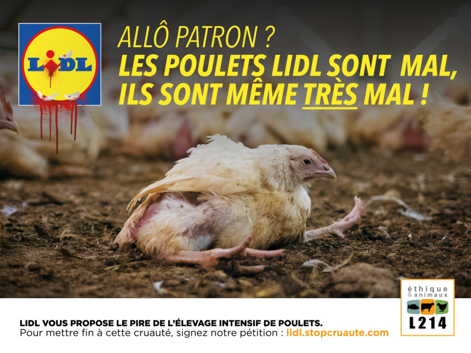Lyon : L214 s'attaque aux conditions d'élevage des poulets vendus chez Lidl