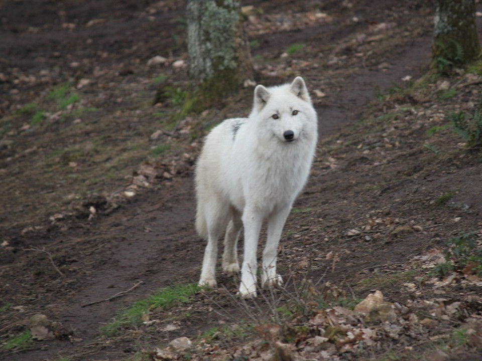 Le parc des loups de Courzieu lance une billetterie solidaire