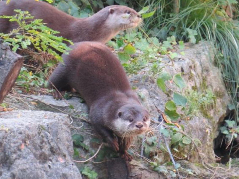 Le zoo de Lyon accueille un couple de loutres asiatiques