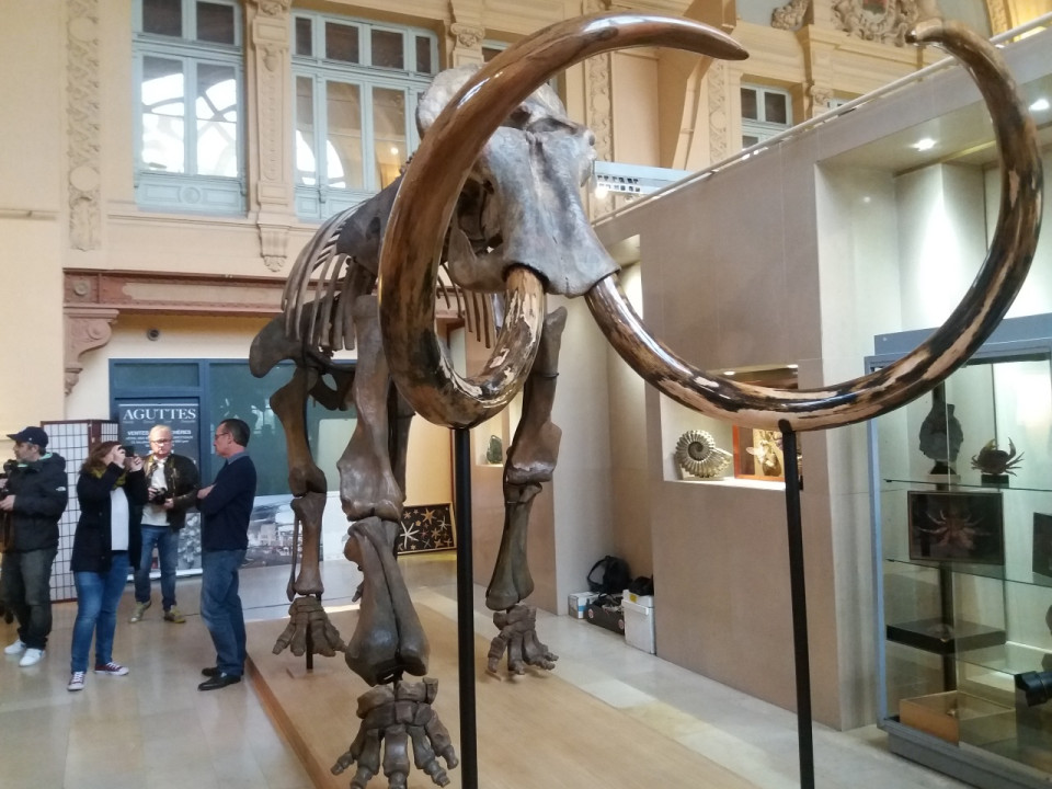 Lyon : un squelette de mammouth installé à la gare des Brotteaux - VIDEO