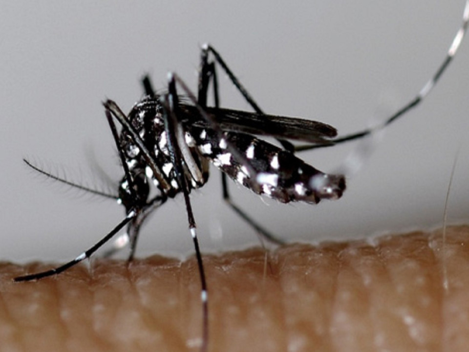 Un deuxième cas de dengue autochtone signalé à Caluire