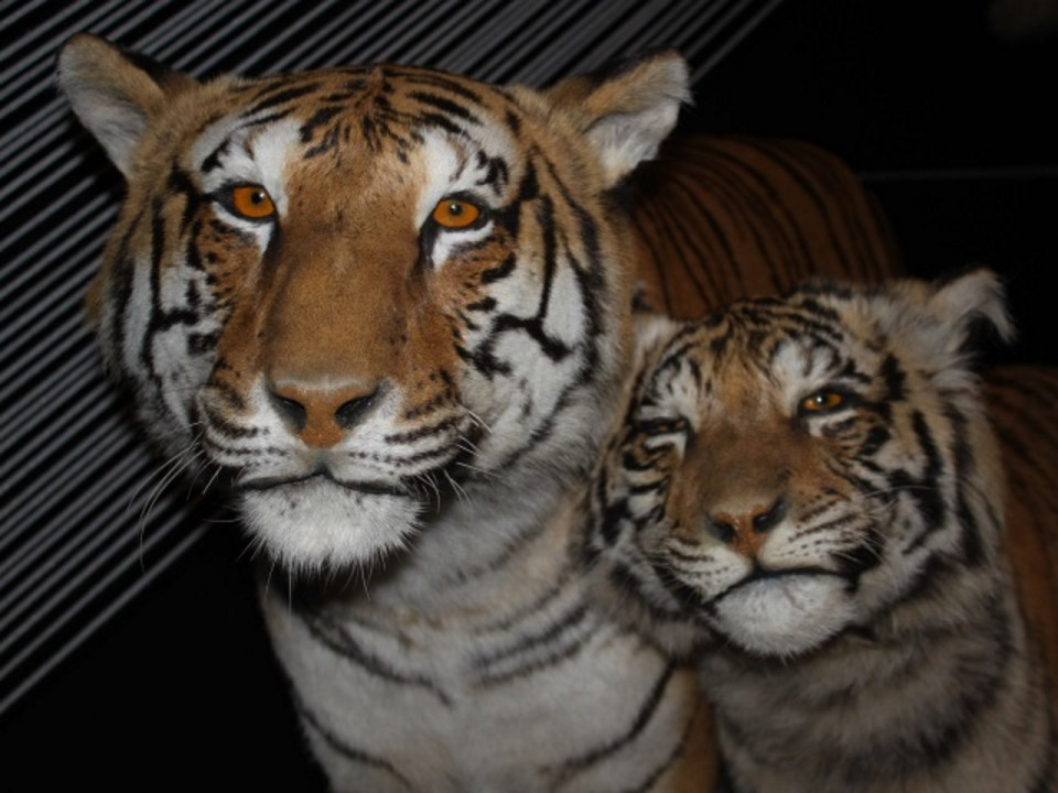 Bientôt de nouveaux arrivants au Musée des Confluences