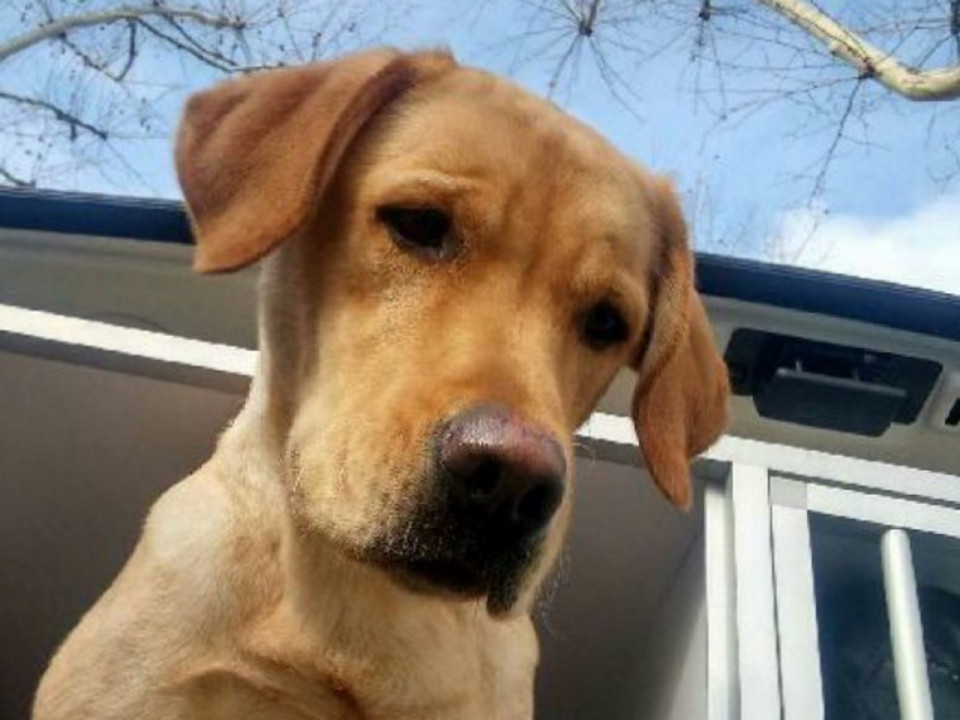 Deux chiens guides d'aveugles volés près de Lyon