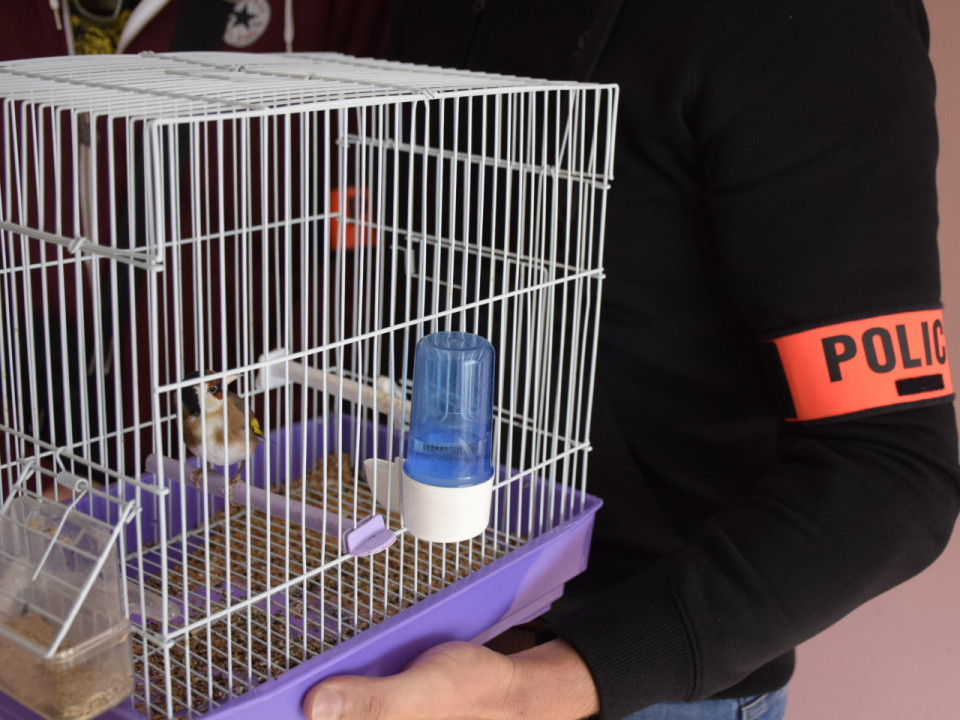 Lyon : un oiseau en voie de disparition saisi chez un mari violent