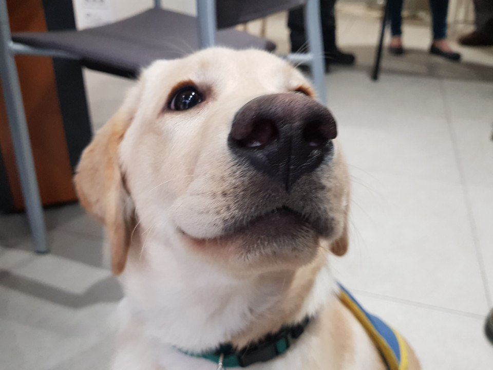 Lyon : un futur chien guide d’aveugle financé par des dons