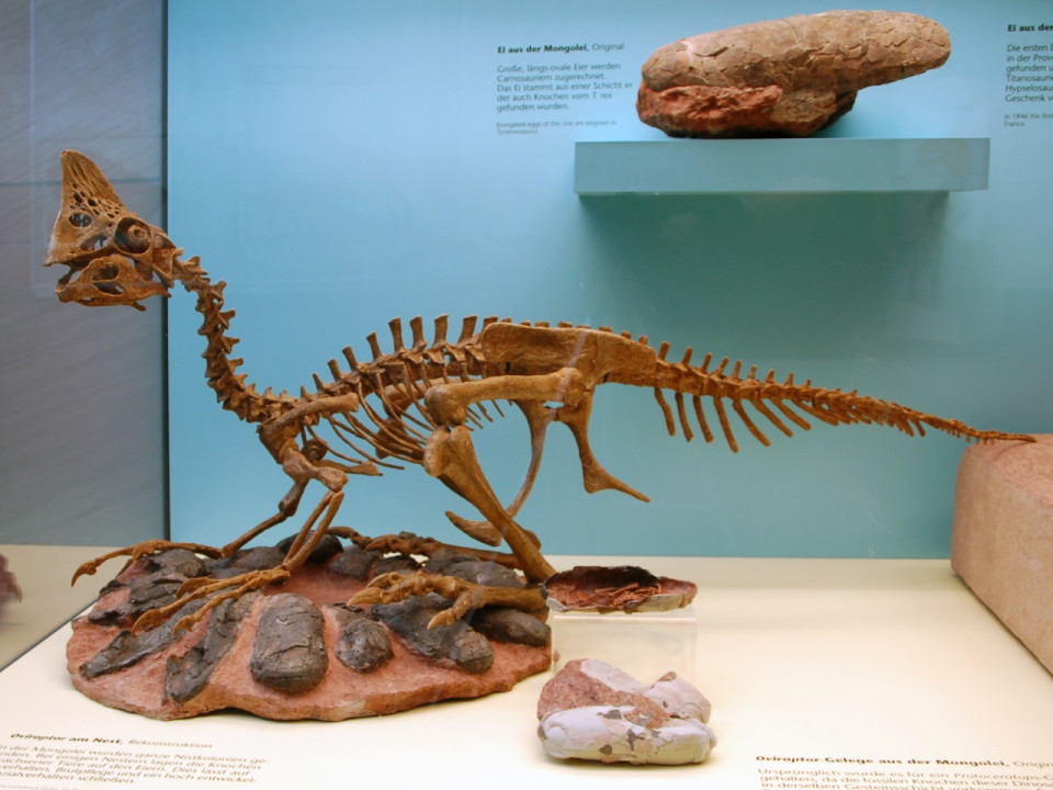 Certains dinosaures couvaient-ils leurs œufs ? Oui, selon une étude coordonnée à Lyon