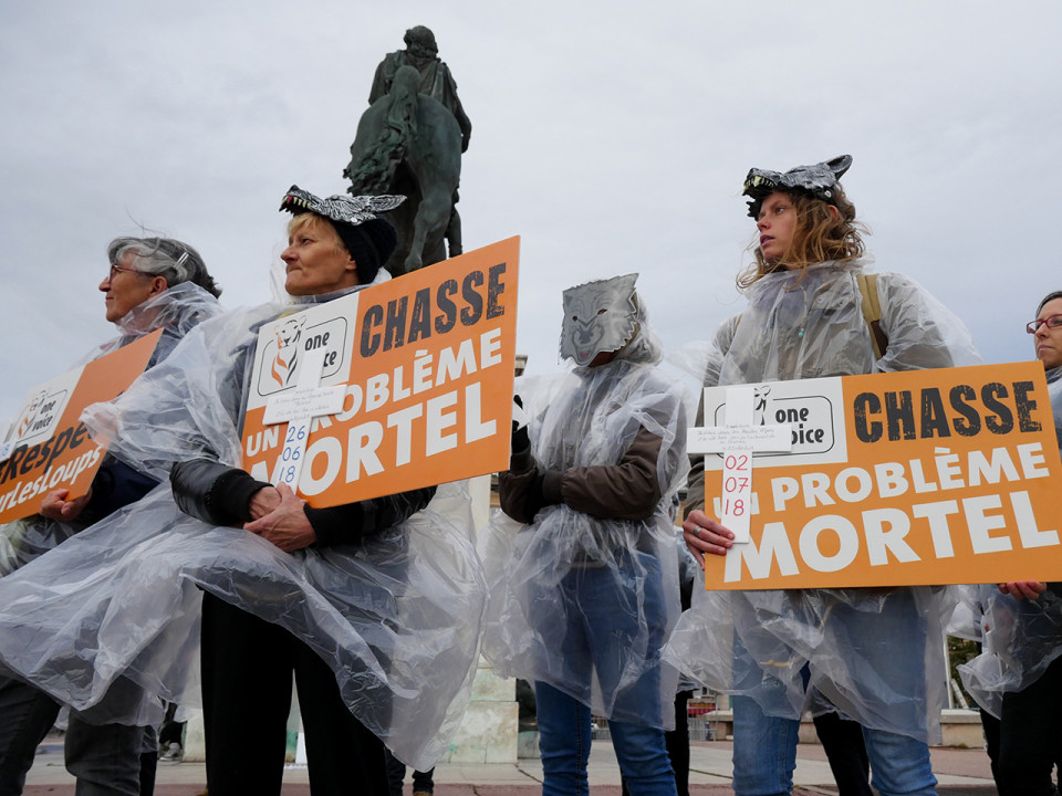 Une cinquantaine de personnes présentes à Bellecour en défense des loups