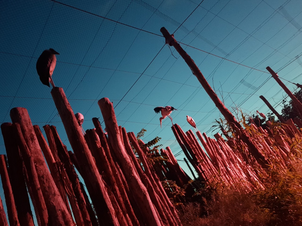 Pour s’adapter aux épisodes de canicule, le Parc des Oiseaux relance ses nocturnes