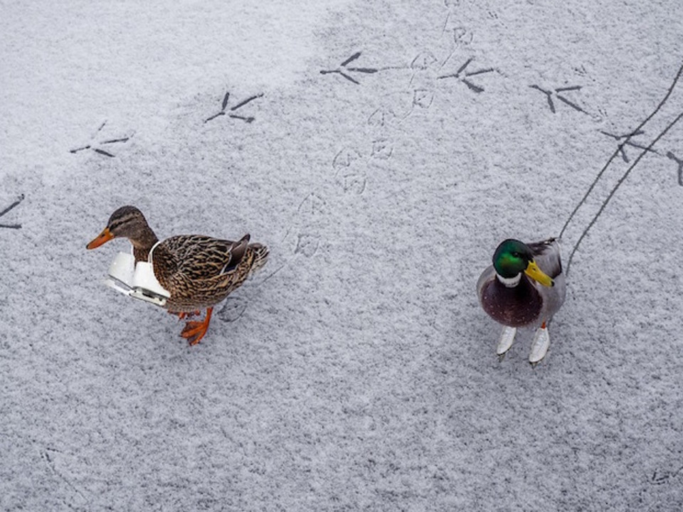 Que faire à Lyon ce week-end du 9, 10 & 11 février 2018 ?