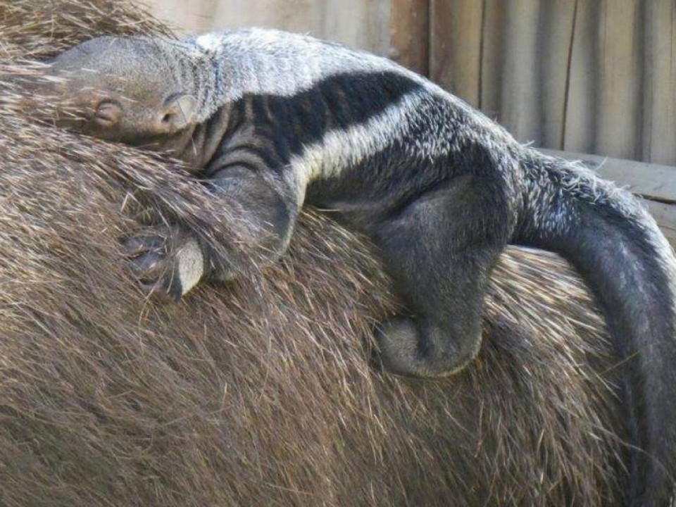 Naissance d’un grand fourmilier au Safari de Peaugres