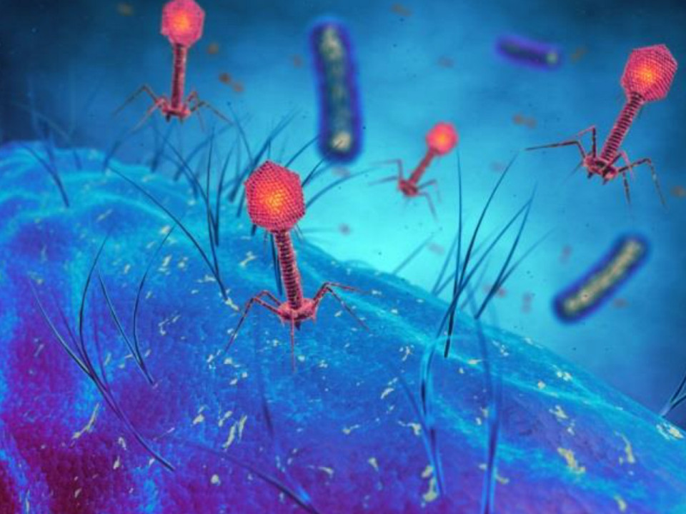 HCL : des virus venus des égouts luttent contre des infections gravissimes